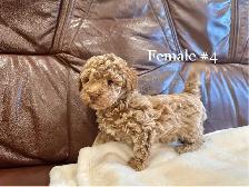 2 Left Miniature Poodle Puppies - Photo 8