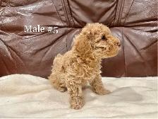 2 Left Miniature Poodle Puppies - Photo 9