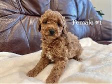 2 LEFT Miniature Poodle Puppies - Photo 2