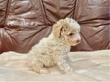 2 LEFT Miniature Poodle Puppies - Photo 5