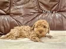 2 LEFT Miniature Poodle Puppies - Photo 10
