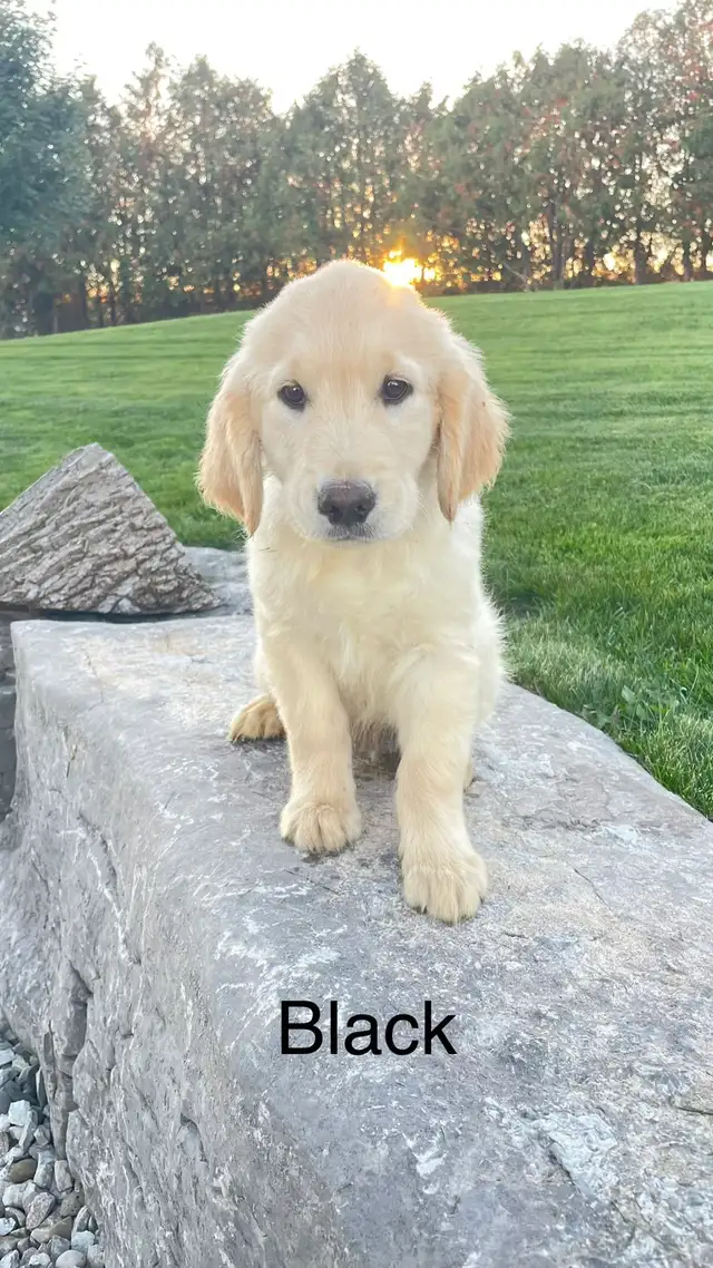 golden retriever puppies