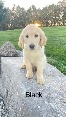 golden retriever puppies