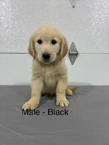 golden retriever puppies - Photo 2