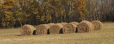 Hay for sale: Price reduced