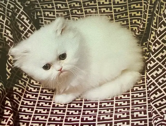 chatons persan