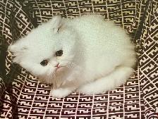 chatons persan
