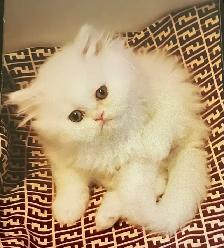 chatons persan - Photo 2