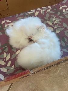 chatons persan - Photo 3