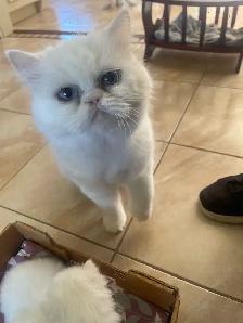 chatons persan - Photo 4