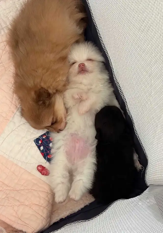 Pomeranians
