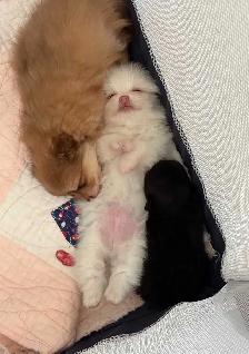Pomeranians