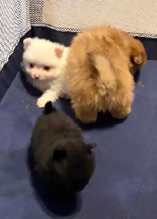 Pomeranians - Photo 2