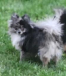 Pomeranians - Photo 3