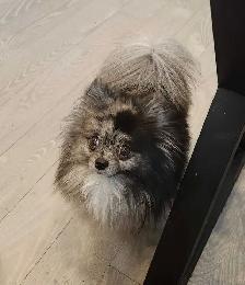 Pomeranians - Photo 4