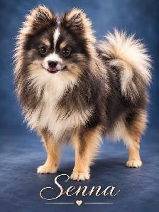 Pomeranians - Photo 5