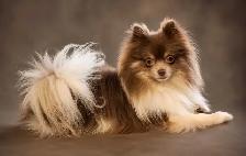 Pomeranians - Photo 6