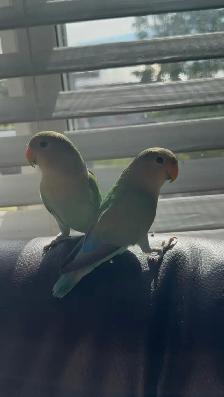 2 Love birds for sale