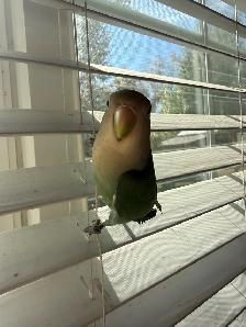 2 Love birds for sale - Photo 3