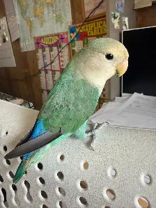 2 Love birds for sale - Photo 4