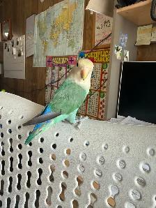 2 Love birds for sale - Photo 5
