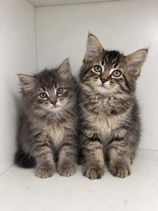 Ragdoll Mix Kittens