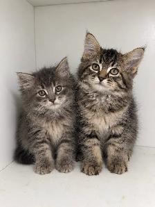 Ragdoll Mix Kittens