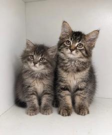 Ragdoll Mix Kittens - Photo 2