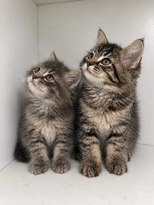 Ragdoll Mix Kittens - Photo 3