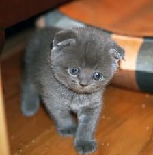Purebred Scottish Fold and Straight kittens from Breeder