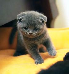 Purebred Scottish Fold and Straight kittens from Breeder - Photo 2