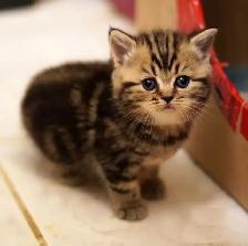 Purebred Scottish Fold and Straight kittens from Breeder - Photo 3