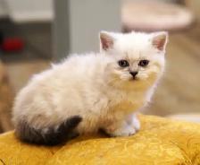 Purebred Scottish Fold and Straight kittens from Breeder - Photo 4