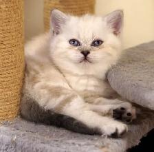 Purebred Scottish Fold and Straight kittens from Breeder - Photo 5