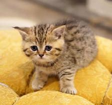 Purebred Scottish Fold and Straight kittens from Breeder - Photo 6