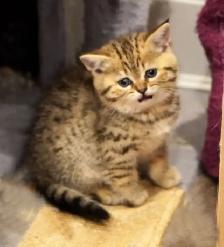 Purebred Scottish Fold and Straight kittens from Breeder - Photo 7