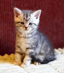 Purebred Scottish Fold and Straight kittens from Breeder - Photo 8