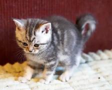 Purebred Scottish Fold and Straight kittens from Breeder - Photo 9
