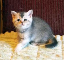 Purebred Scottish Fold and Straight kittens from Breeder - Photo 10