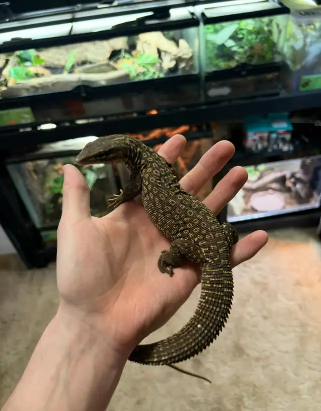Ackie monitor