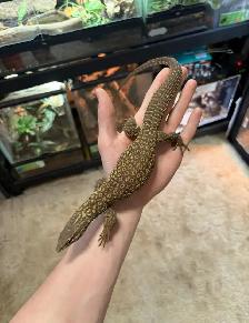Ackie monitor - Photo 2