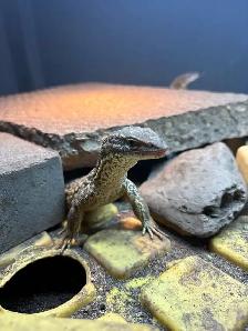 Ackie monitor - Photo 3