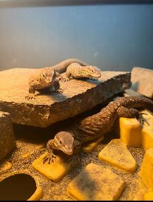 Ackie monitor - Photo 4