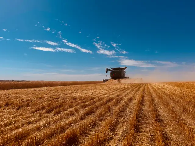 Certified AAC Weyburn Durum Seed