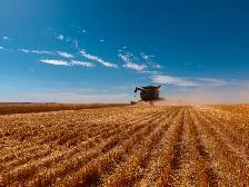 Certified AAC Weyburn Durum Seed