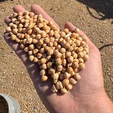 Certified CDC Orkney Kabuli Chickpeas