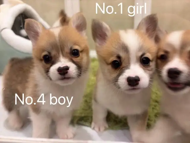 @@Pembroke Welsh Corgi ready to new home @@