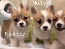 @@Pembroke Welsh Corgi ready to new home @@