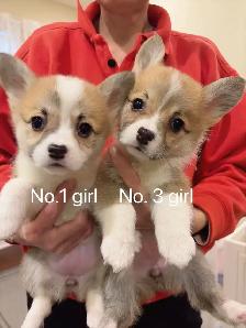 @@Pembroke Welsh Corgi ready to new home @@ - Photo 2