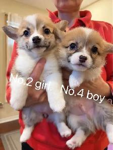 @@Pembroke Welsh Corgi ready to new home @@ - Photo 3
